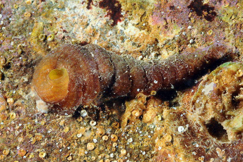 Petaloconchus glomeratus?